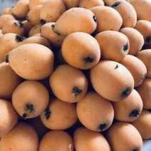 解放钟大枇杷苗，芽变品种，贵州特产。