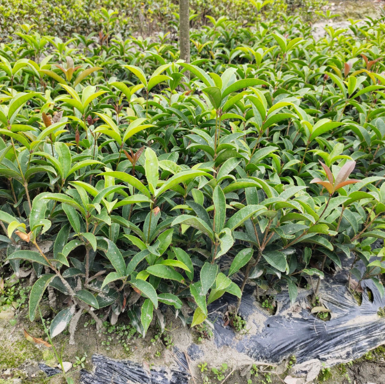 四季桂小苗在阳光下生机勃勃