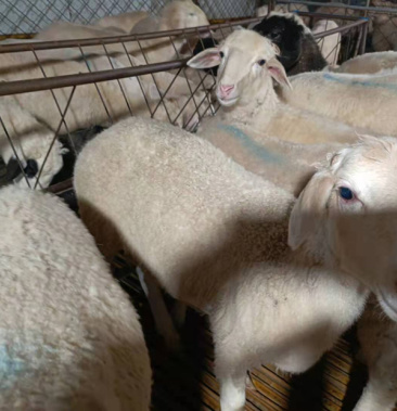 [活羊批发]自家养殖澳寒杂交价格800.00元/只 - 一亩田