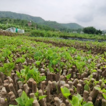 和平无渣葛根种苗