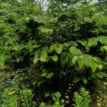 紫荆笼子