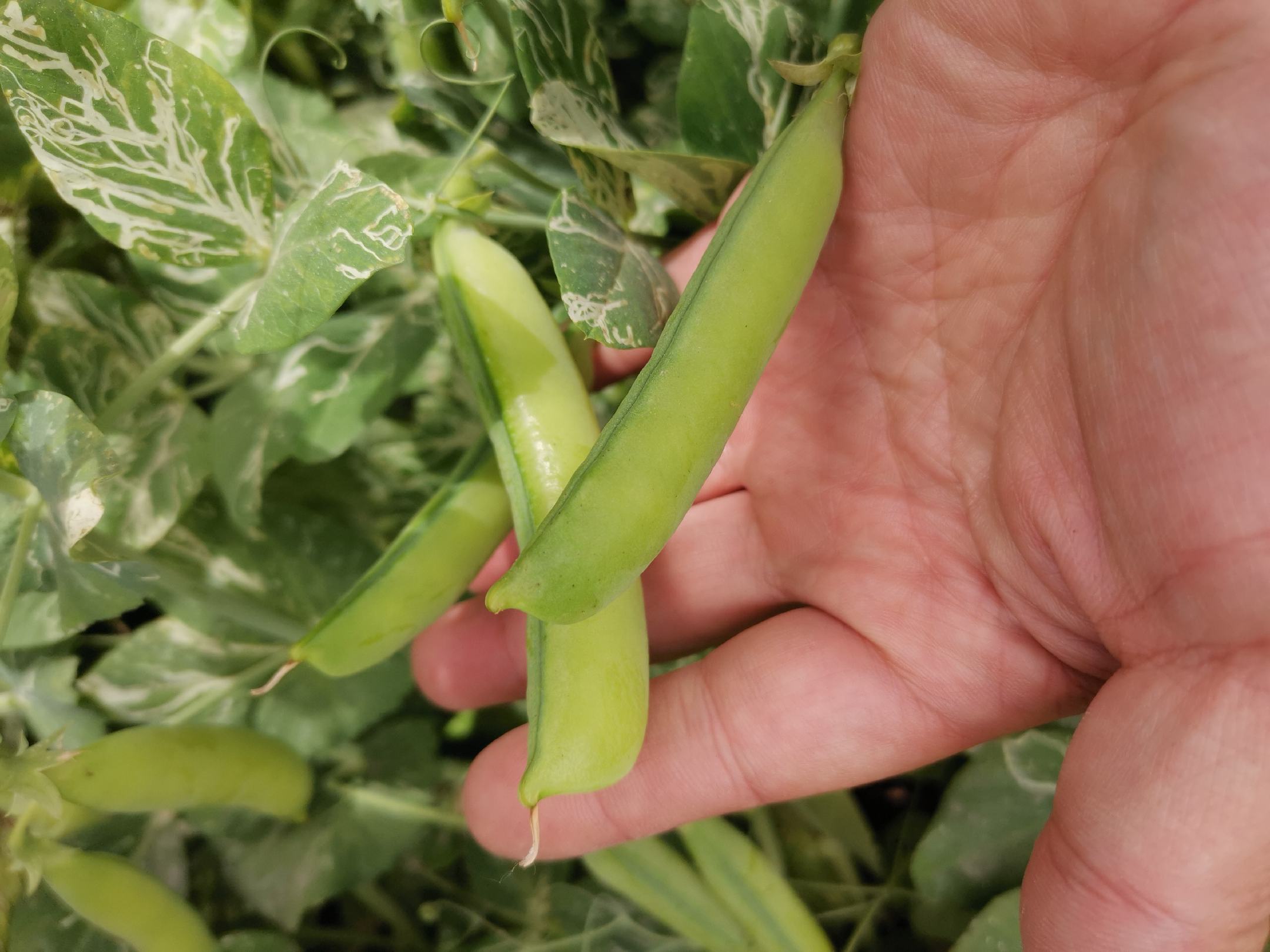 图片说明:一位农户蹲在豌豆田中,用手采摘植株顶部约5厘米长的嫩梢,周围植株整齐排列,土壤湿润,背景可见其他正在生长的豌豆植株。图示正确采收豌豆尖的操作姿势和技术标准 田间管理现场图:农民正在采收豌豆尖