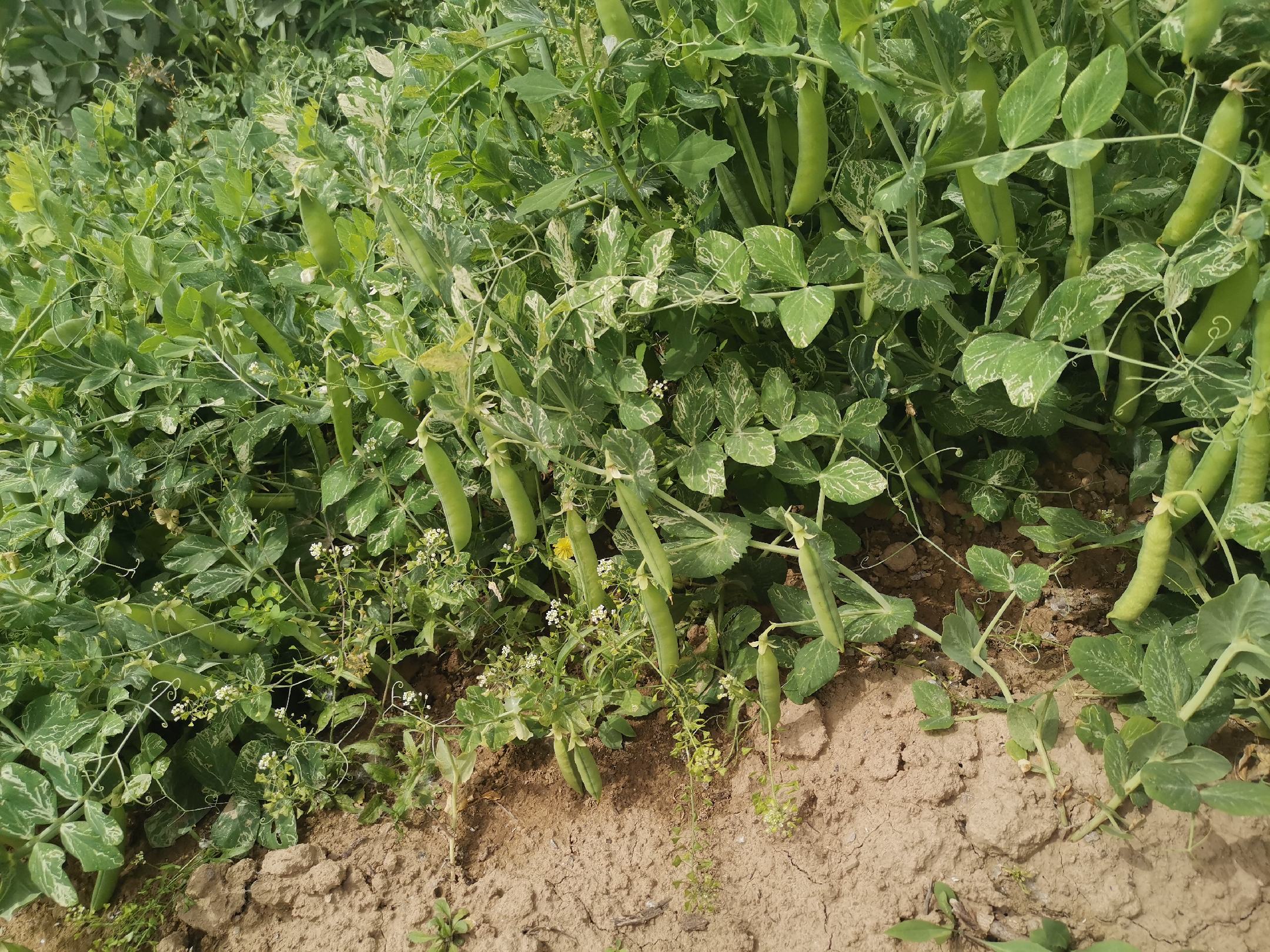 豌豆植株在田间生长的状态