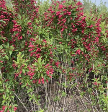 红王子锦带锦带球501米本地苗圃现挖现卖