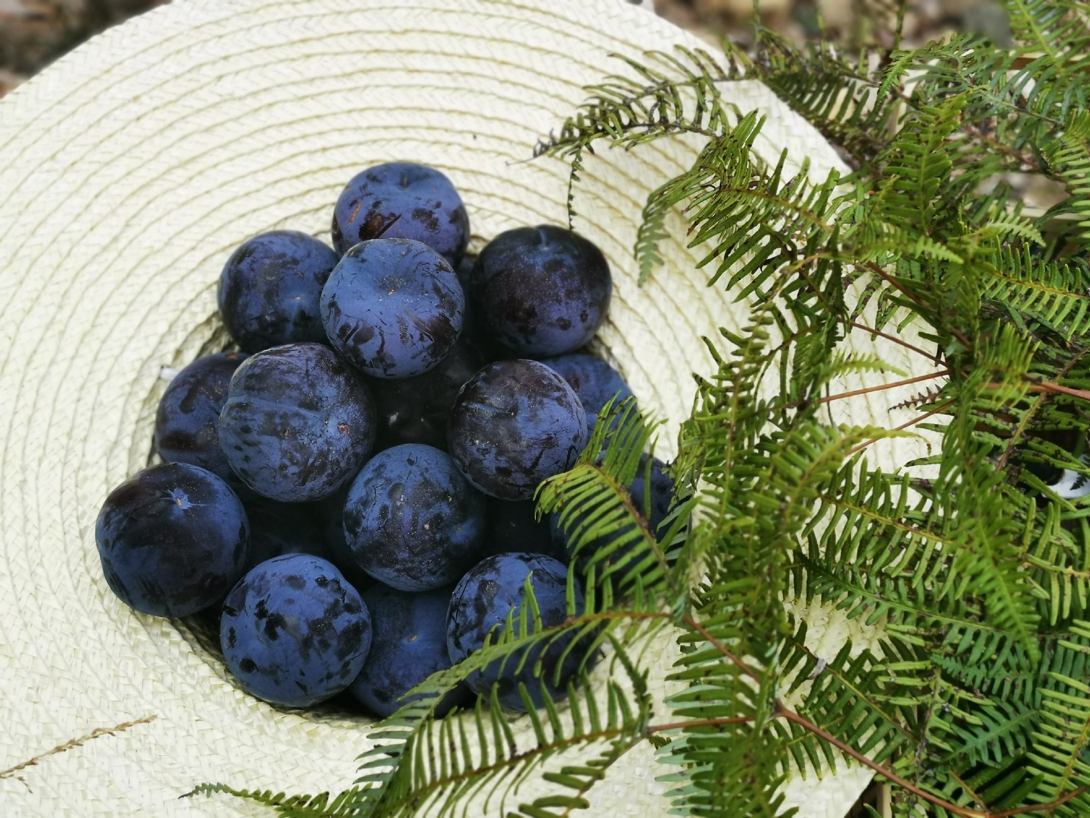 黑布林李子果篮摆放图