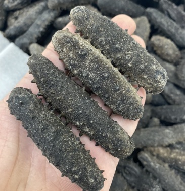 淡干关西参一斤发12-13斤