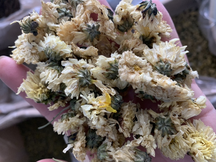 杭白菊的外观特写