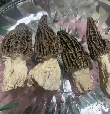 陕西延安种植户羊肚菌蘑菇 现蘑菇季节已过 只有少量