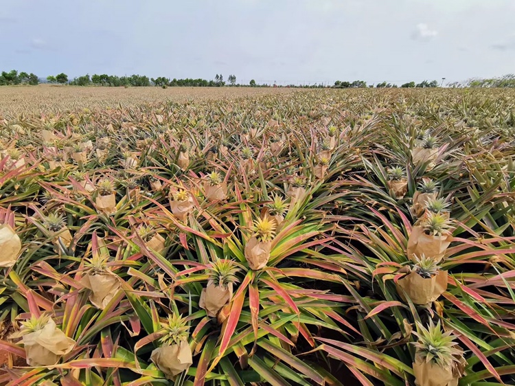 甜橙果园与精油提取工厂的远景图