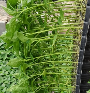 [辣椒苗批发]线椒,大果艳红米椒,白米椒野山椒,816,818,润冠价格0.