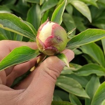 芍药花切花鲜花，需要的联系我批发