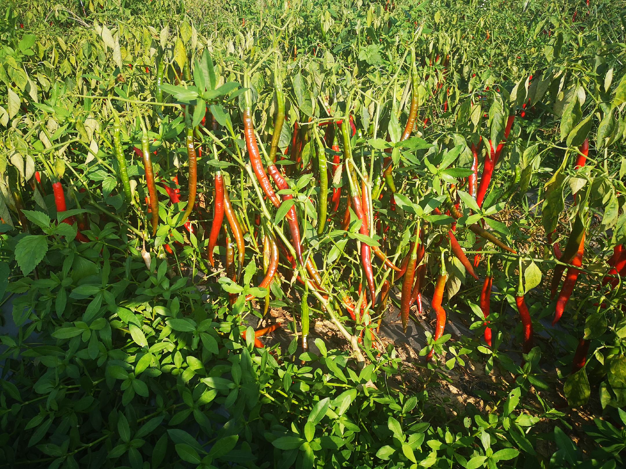 辣椒田间生长场景