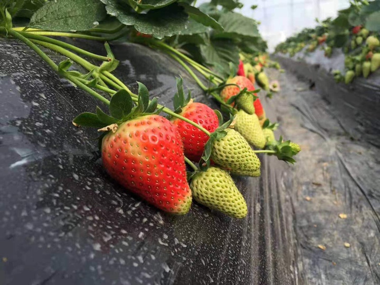 红颜草莓成熟植株,叶片深绿有光泽,花序挺立,果实呈圆锥形,表面鲜红色,果尖突出,果肉白色至淡红,典型特征为‘红颜’外观 红颜草莓植株特写