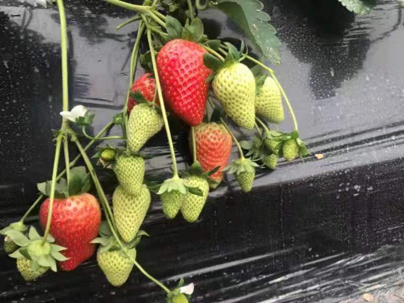 红颜草莓与牛奶草莓对比图