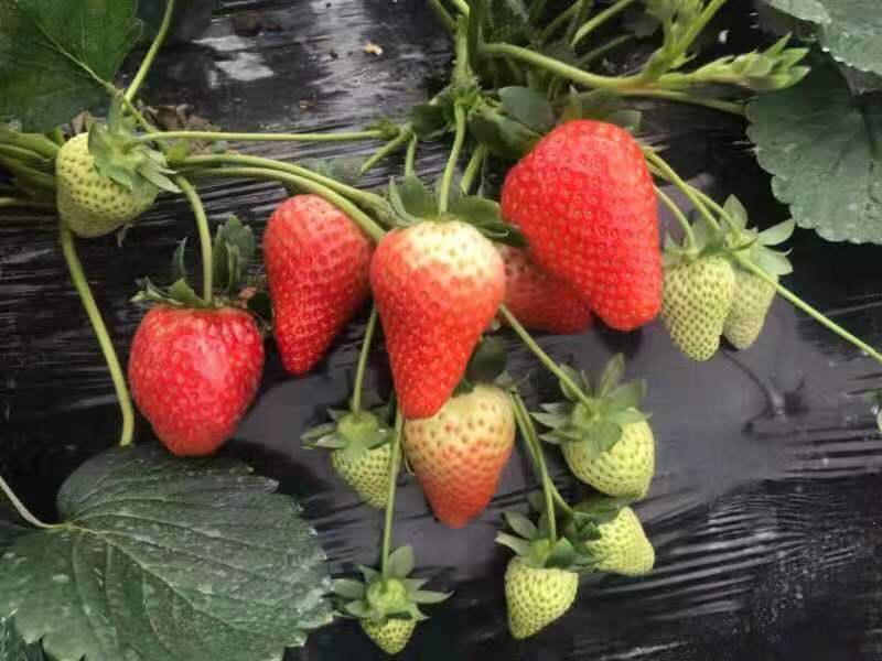 草莓种植园对比