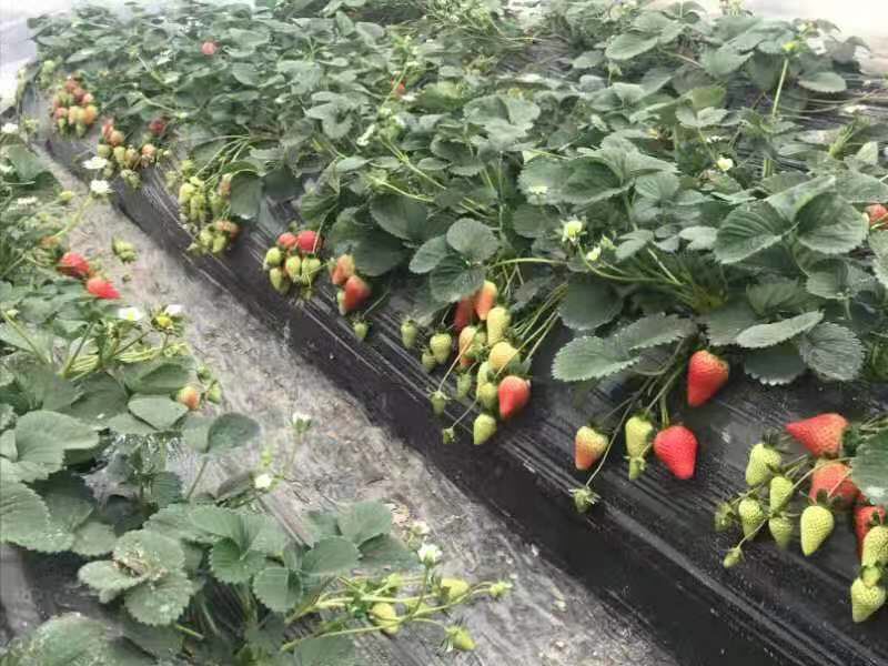 红颜草莓苗在阳光下茁壮成长,预示着丰收的希望 红颜草莓苗田间生长实景图