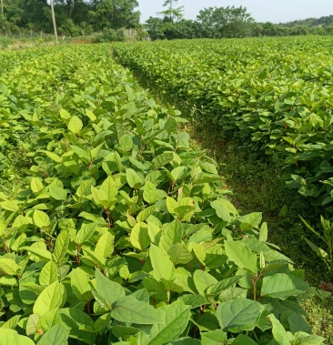大量虎杖苗优价出售,投资中药材种植致富的不错优选品种!