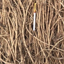 三十吨黄芪苗出售！价格美丽