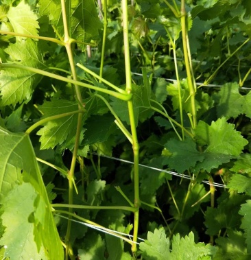 阳光玫瑰青芽葡萄苗嫁接用夏黑贝达5bb砧木3309砧木