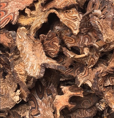 龙骨风飞天擒罗批发零售各种中草药材沙罗