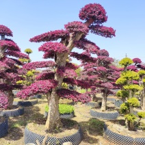 造型红花檵木，各种造型桩景