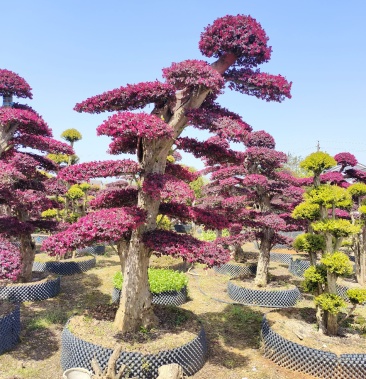 [造型树批发]造型红花檵木,各种造型桩景价格800.00元/棵 - 一亩田