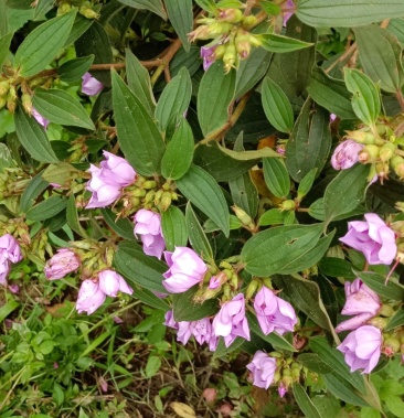 野牡丹羊开口现采现发