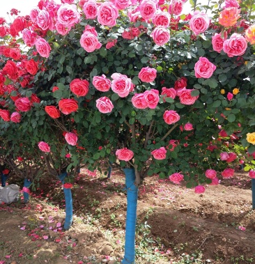 6公分高杆月季 月季树 树状月季 月季基地 月季批发