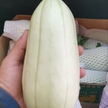 大荔特产高石脆瓜