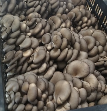 [鲜平菇批发]反季节平菇大量上市可视频看货价格28.00元/件 - 一亩田