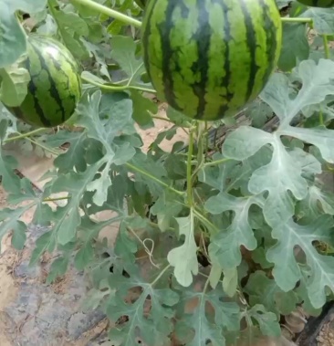 [西瓜批发]l600吊秧小西瓜价格3.00元/斤 - 一亩田