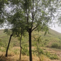 栾树