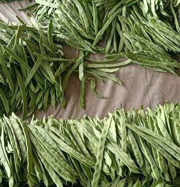 山东莘县精品扁豆大量上市代收代发全国各地包装齐全