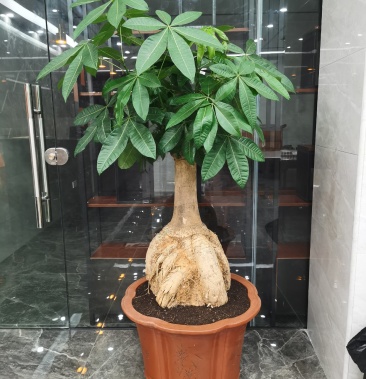 [发财树批发]提根发财树价格888.00元/棵 - 一亩田