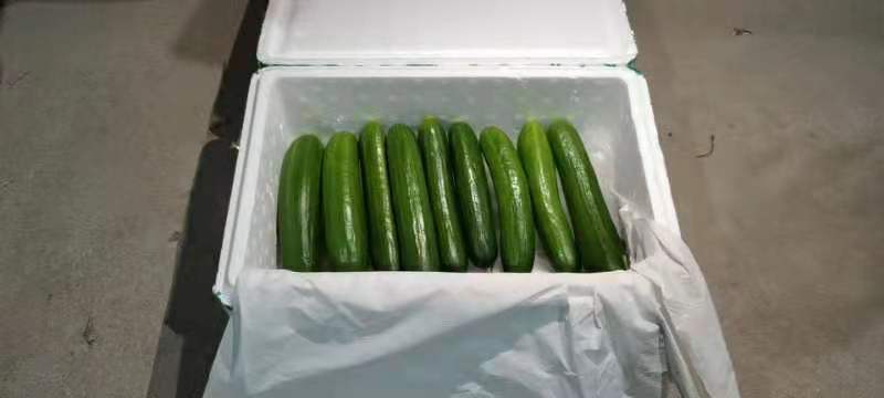 小黄瓜冷藏保存示意图