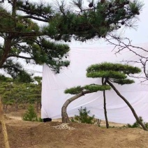 精品造型松