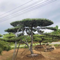 18-20公分工程用造型松