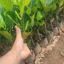 马来西亚1号黄肉四季菠萝蜜苗一手货源产量非常的高