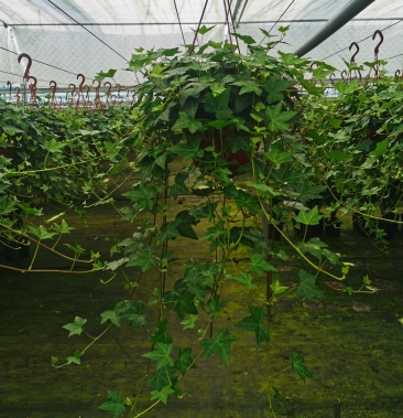 长藤中华165规格青叶常春藤藤长50公分多 基地直销