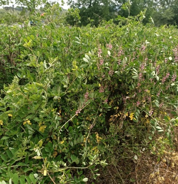 胡枝子美丽胡枝子,边坡苗