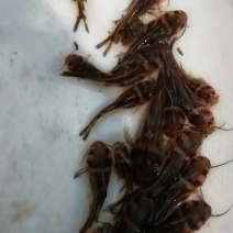 黄骨鱼苗杂交黄骨鱼苗场地直销价格美丽支持全国陆空运