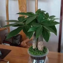 小森林发财树室内盆栽