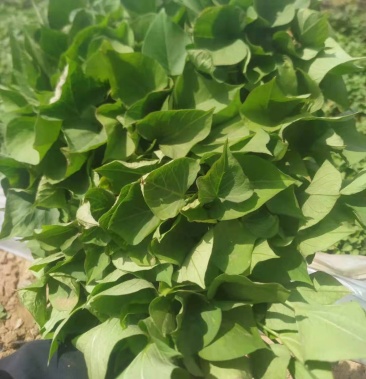 [红薯苗批发]玛莎莉红薯苗价格0.20元/棵 - 一亩田