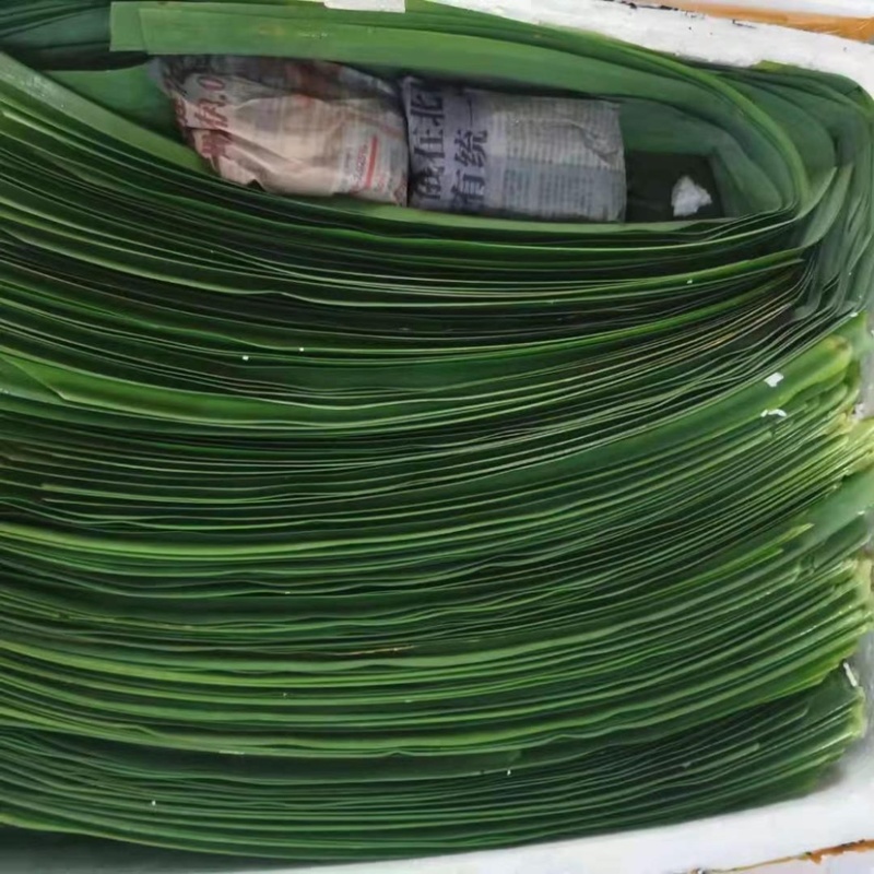 正宗基地研发,品质优良斑斓苗香兰苗,量大从优