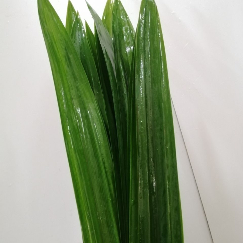 正宗基地研发,品质优良斑斓苗香兰苗,量大从优