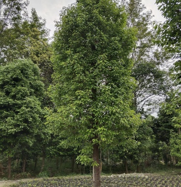 香樟树,大叶香樟,樟树基地,四川香樟价格,成都香樟批发