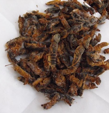 蝼蛄土枸草枸蝲蝲蛄地蝲蛄生鲜