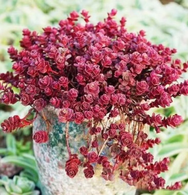 小球玫瑰红玫瑰多肉植物青州多肉基地拼多多淘宝专供