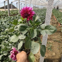 优质大丽花新上市，大丽花工程苗价格，大丽花基地大量供应