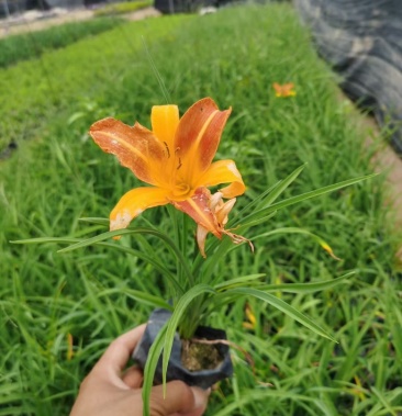 漳州市漳浦县汇景轩园林苗圃供应杯苗大花萱草